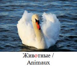 Animaux en russe